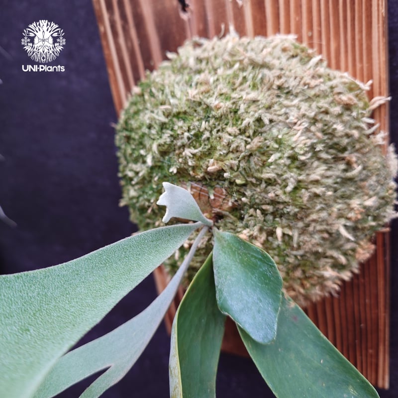 Platycerium Willinckii dwarf Tatsuta, P. Pegasu