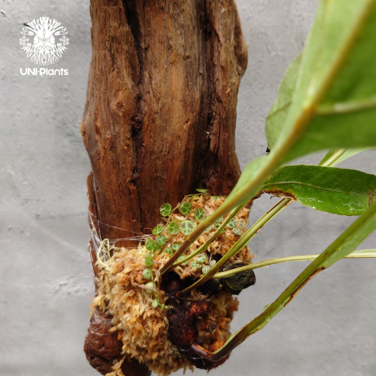 Drynaria quercifolia variegata ドリナリア クエルシフォリア バ