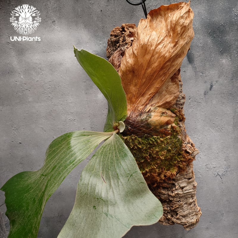 Platycerium elemaria (P. elephantotis x P. andi