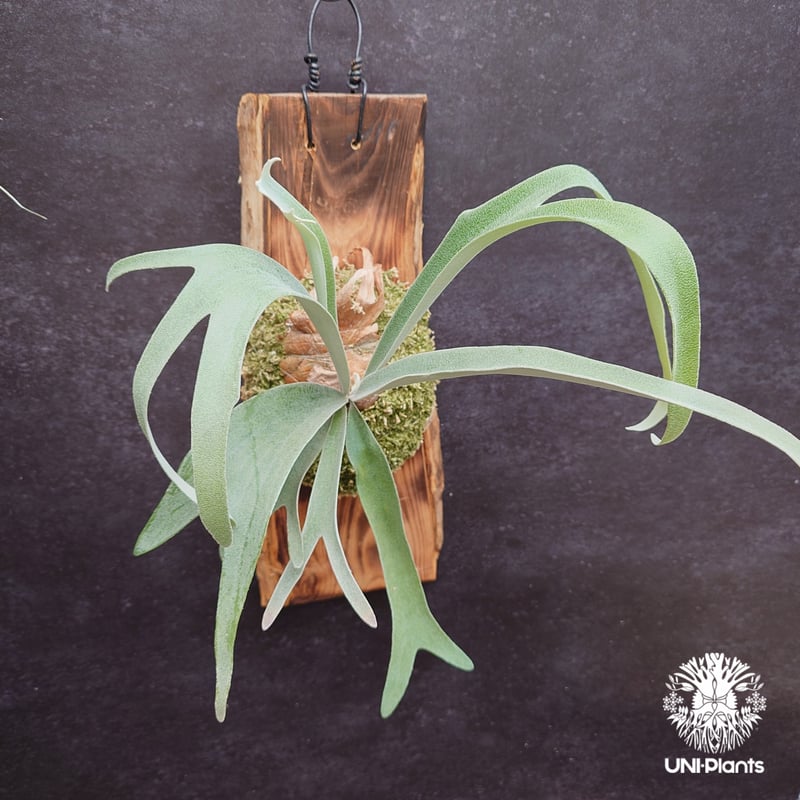 Patycerium veitchii ' Nukul ' ビカクシダ ベイチー シダ植物 ビ