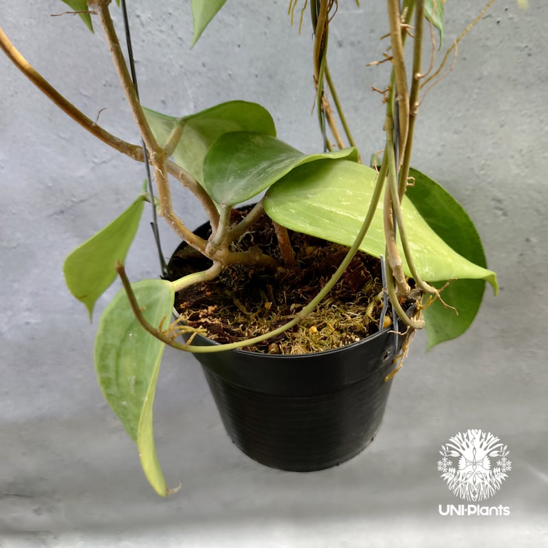 Hoya latifolia Snow Queen （L）ホヤ ラティフォリア スノー