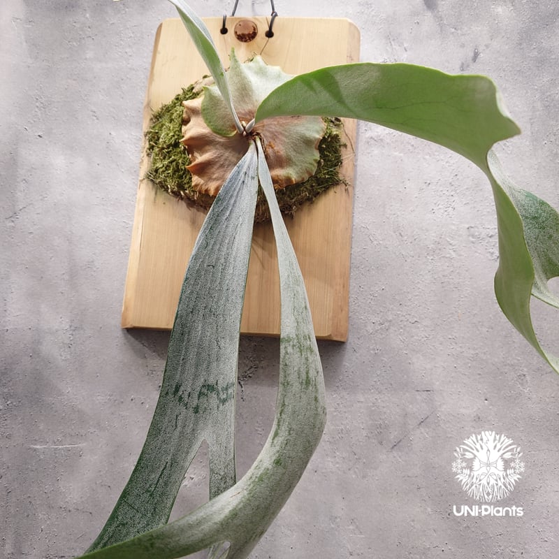 Platycerium Saikeaw(P.andinum x P.willinckii) ビ Platycerium Saikeaw(P.andinum x P.willinckii) ビ