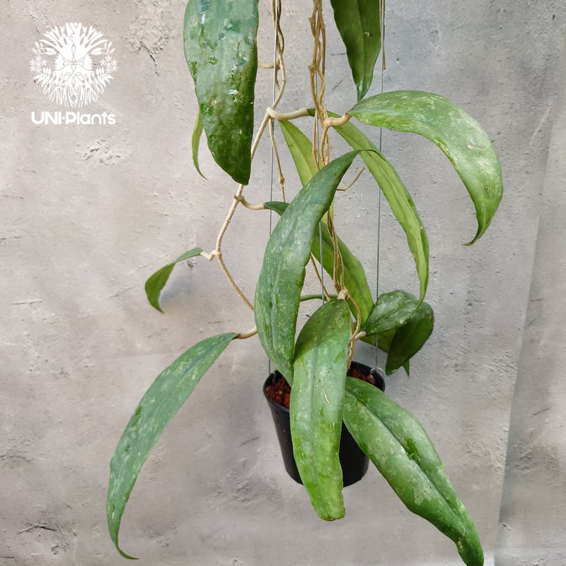 レア　珍種　ホヤ　Hoya Icensis splash サクララン ホヤ オボバタ ① 現品 Hoya obovata サクララン 桜蘭