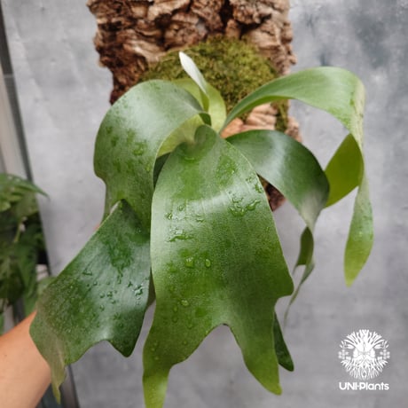 ビカクシダ ヒリー パナマ Platycerium hillii Panama ビカクシダヒリー  シダ植物 ビカクシダ原種 ビカクシダ着生コルク 着生植物