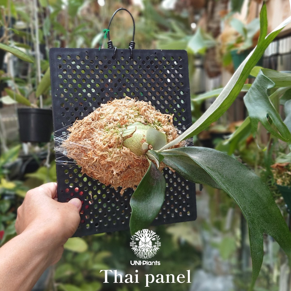 着生植物3種セット 着生植物3種セット 着生植物 | PROTOLEAF プロトリーフ