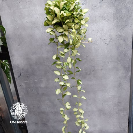 【タイ直輸入・希少】ホヤ ヘウスケリアナ バリエガータ｜珍品・着生植物・つる性植物｜Hoya Heuschkeliana variegata