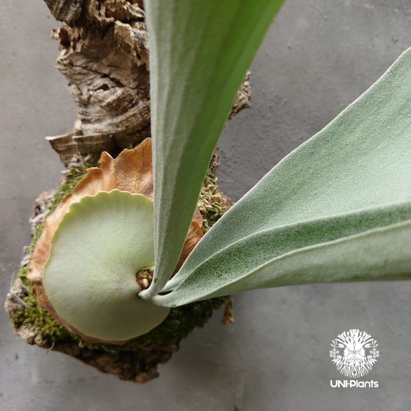 ビカクシダ ベイチー シルバーフロンド Patycerium veitchii cv