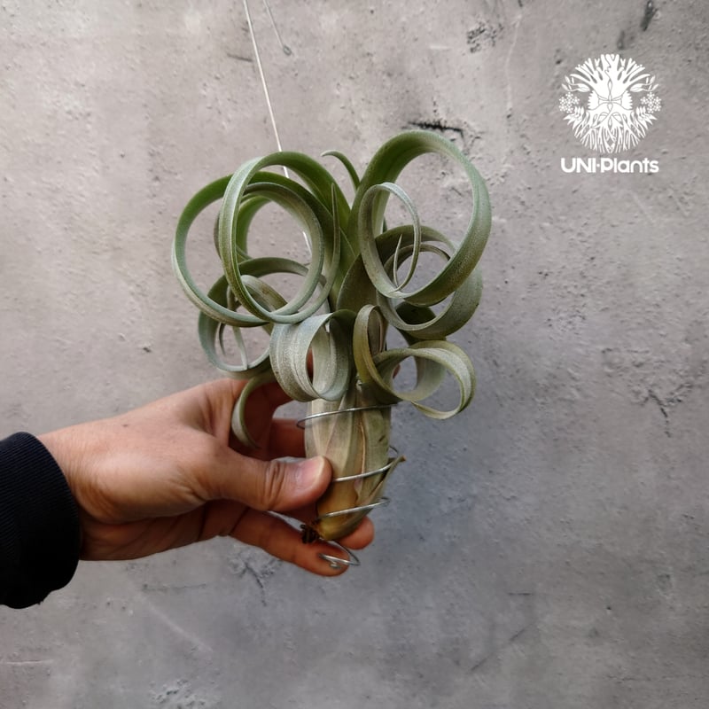 カーリースリム×ディグエティ(※My Original Hybrid) Tillandsia Curly slim チランジア カーリースリム Hybrid-Till