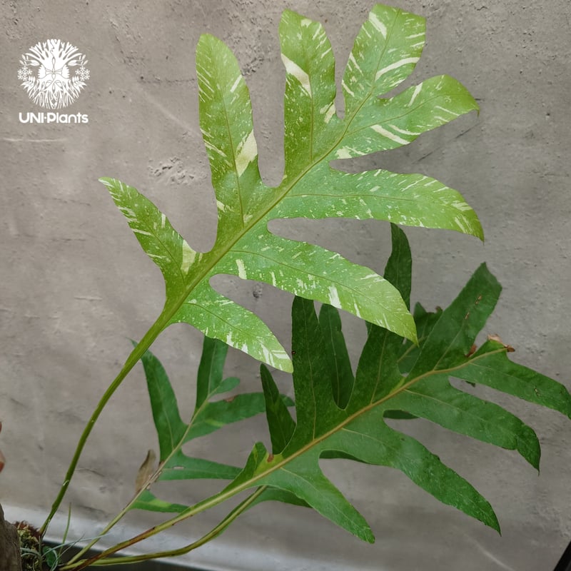 Drynaria quercifolia variegata ドリナリア クエルシフォリア バ