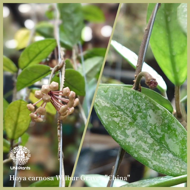 Hoya carnosa wilbur graves china ホヤ カルノサ ウィバー グ