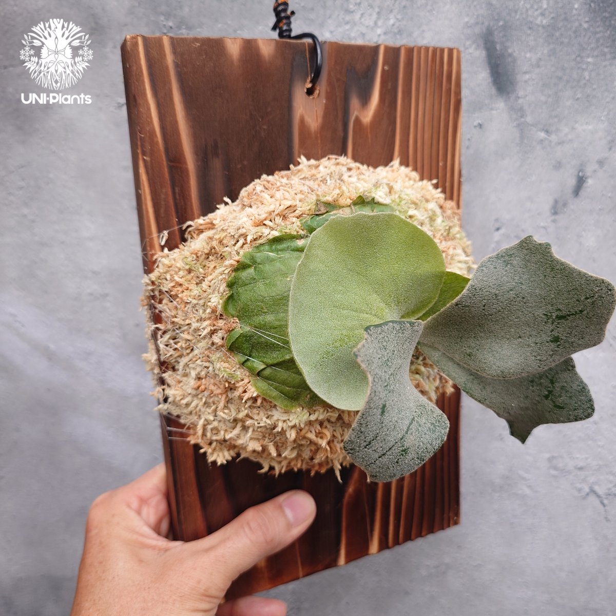 Platycerium willinckii wild cat(spore) ビカクシダ ウィ