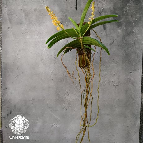 Van.Ladda Gold 洋蘭 Vanda orchid  ラン 蘭 花が綺麗な洋ラン