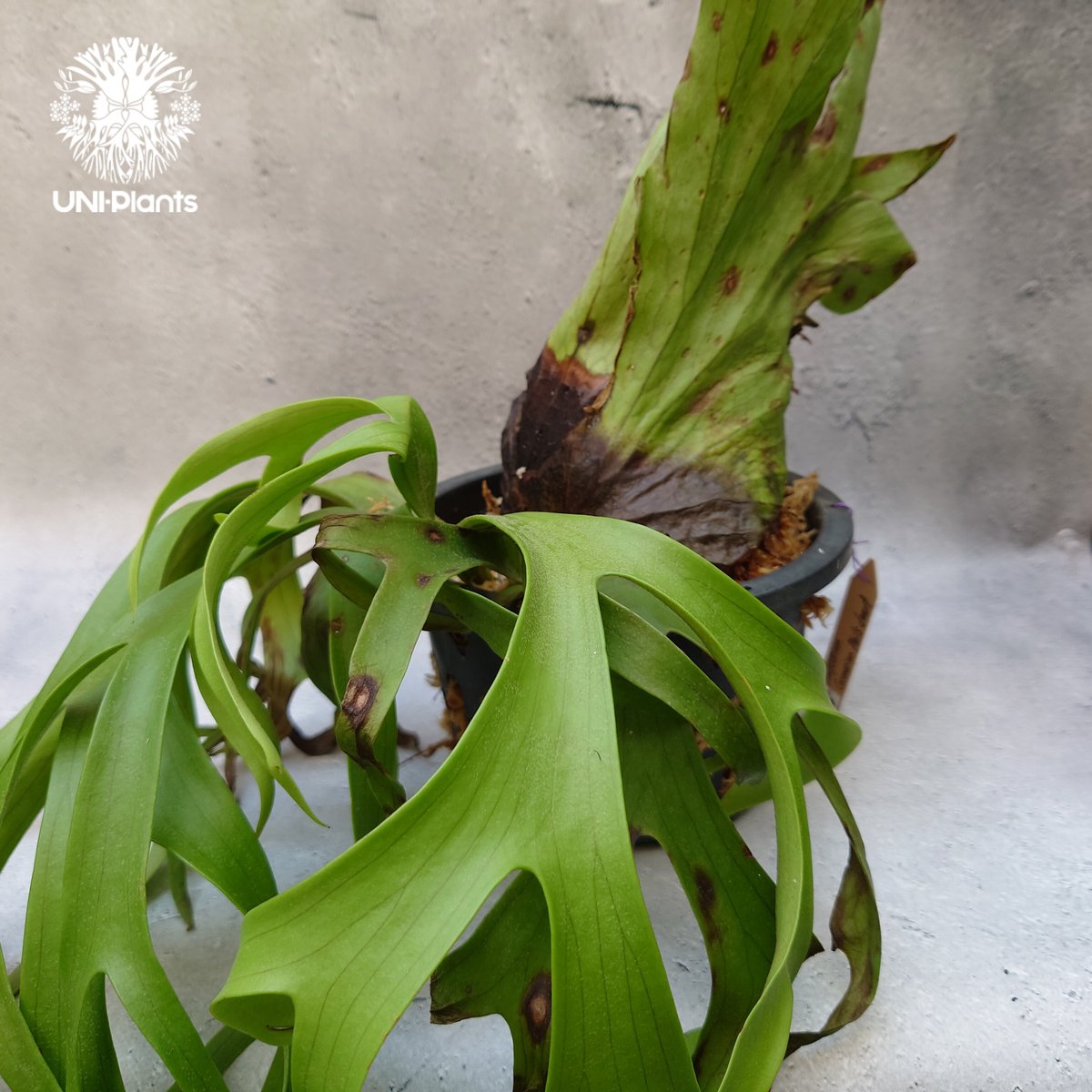 Platycerium coronarium phils dwarf ビカクシダ コロナリウム