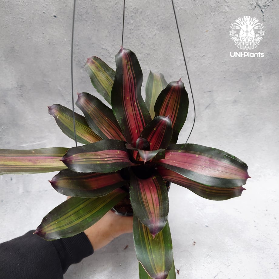 67d657a4b46a37db1af2dacc