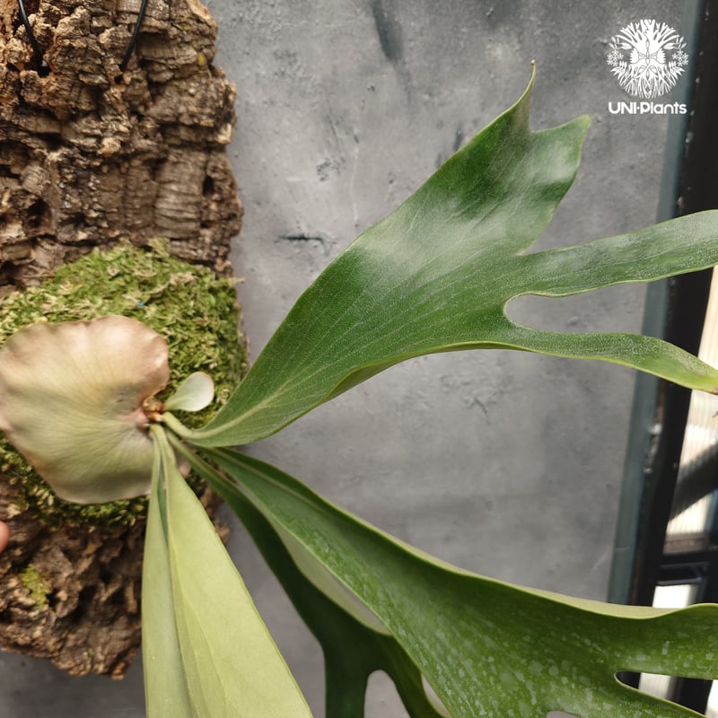 Platycerium hillii Excellence ビカクシダ ヒリー エクセレンス