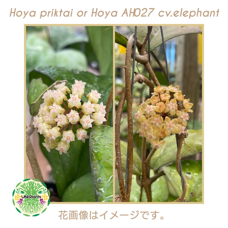 Hoya cv.elephant(AH027) Hoya priktai or Hoya AH