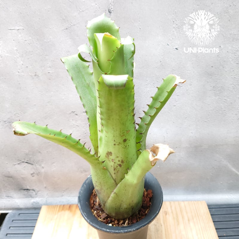 Hohenbergia magnispina ホヘンベルギア マグニスピナ タンクブロメリア