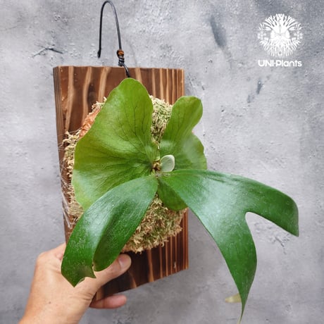 ビカクシダ4種セット 2025年最新】ビカクシダ 胞子 セットの人気アイテム - メルカリ