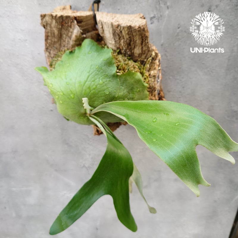 ビカクシダ アルテミス Platycerium Artemis (Alcicorne x Qu