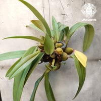 Bulbophyllum cruentum x phalaenopsis バルボフィラム クルエンタム×ファレノプシス 着生蘭 着生ラン orchid 洋蘭 着生植物 インテリア植物 ハンキング植物