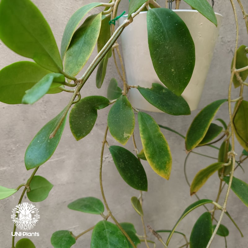 希少! Hoya mindorensis red star ホヤ ミンドレンシス レッドスター