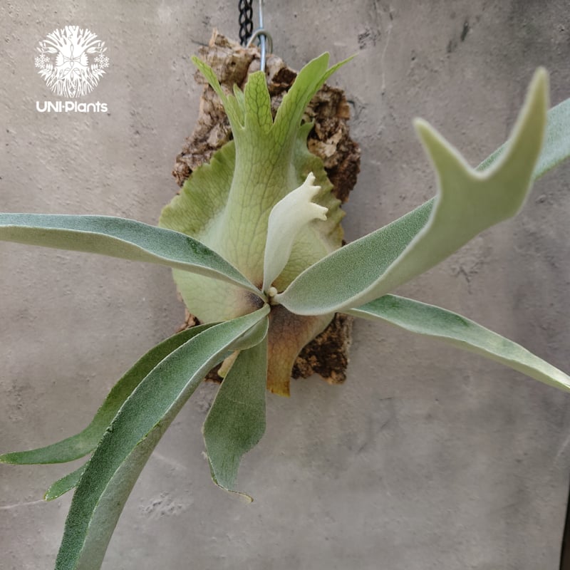 ビカクシダ ベイチー Patycerium veitchii コウモリラン ビカクシダ原種