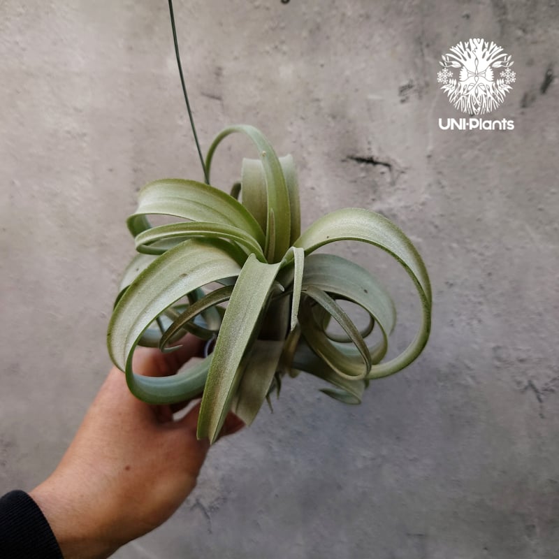 カーリースリム×ディグエティ(※My Original Hybrid) Tillandsia Curly slim チランジア カーリースリム Hybrid-Till
