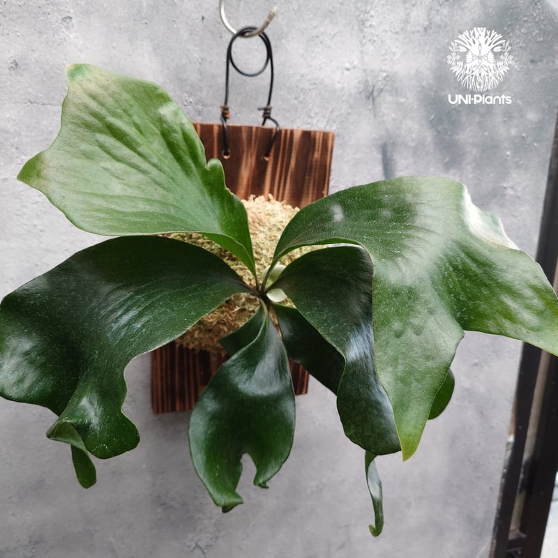 Platycerium hillii 'TT1' ビカクシダ ヒリー Platycerium