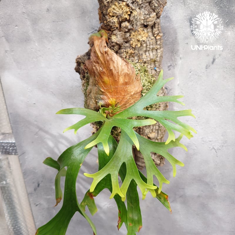 Platycerium coronarium ビカクシダ コロナリウム ビカクシダ