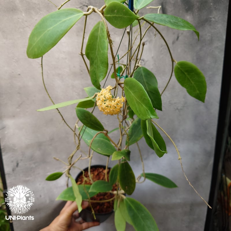 Hoya mindorensis lite yellow ホヤ ミンドレンシス ライトイエロー