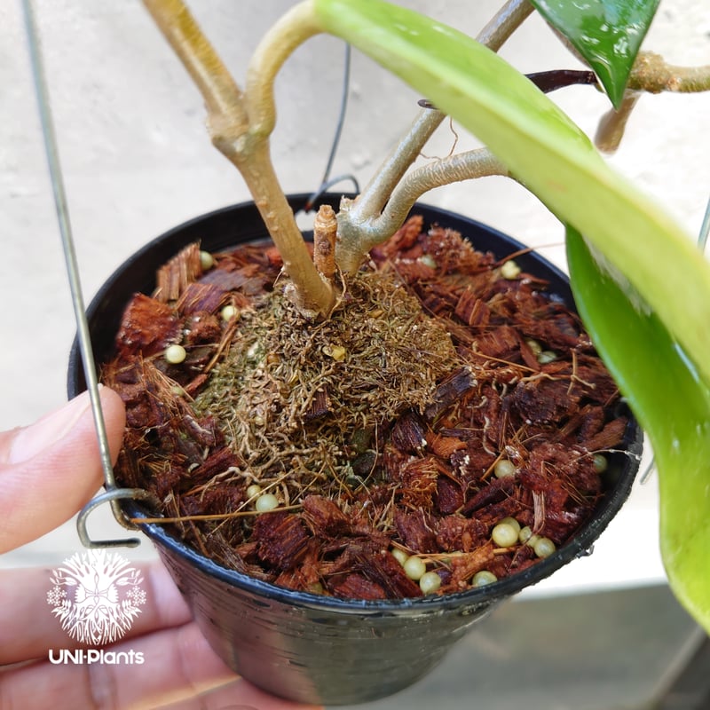 ホヤ プビカリクス ロイヤル ハワイアン パープル Hoya pubicalyx