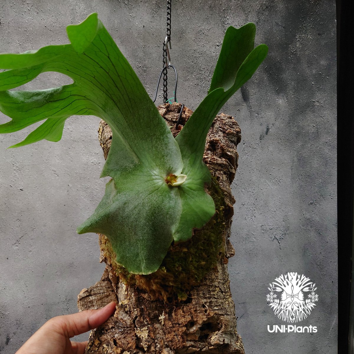 ビカクシダ ホルタミー Platycerium holttumii コウモリラン ビカクシダ ホルタミー Platycerium holttumii コウモリラン