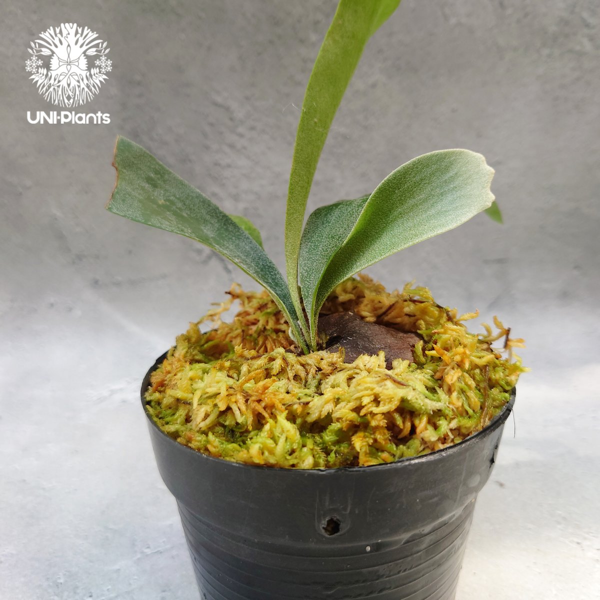 Platycerium Summer Breeze (P.Lemoinei x P.Bicor