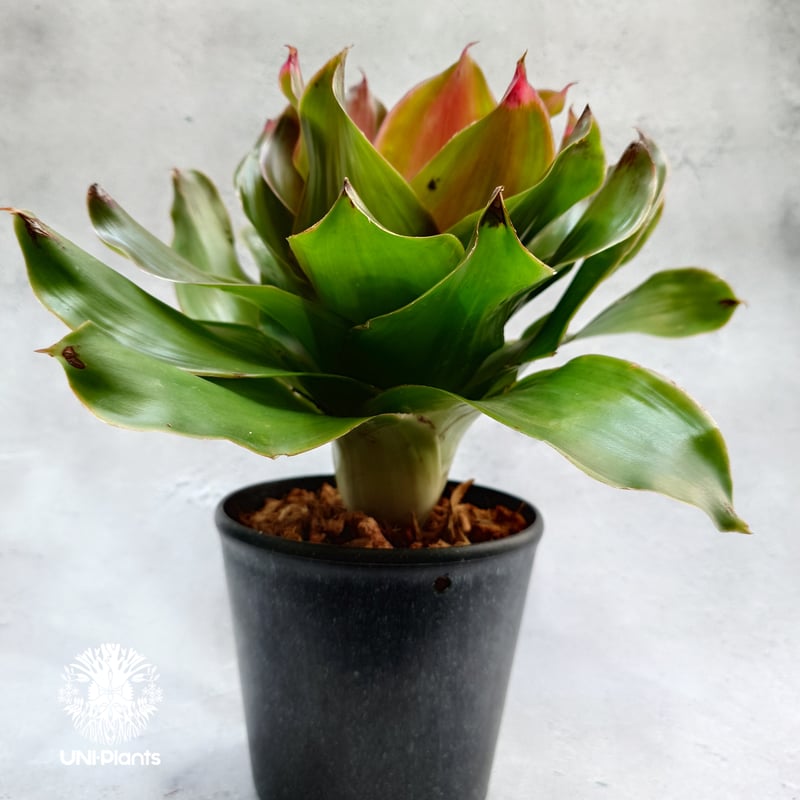 Neoregelia Medusa ネオレゲリア メデューサ Neoregelia ブロメリア