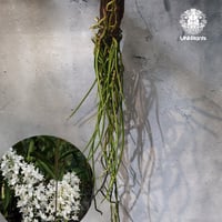 【タイ直輸入・着生ラン】Seidenfadenia mitrata ' alba ' |  セイデンファデニア ミトラタ alba｜Orchid｜着生ラン｜着生蘭