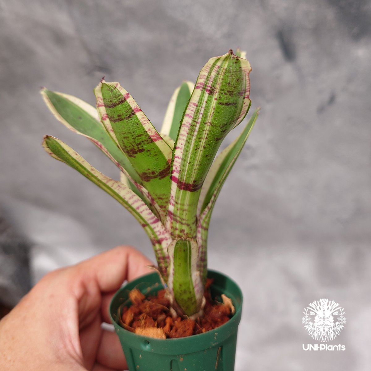 ネオレゲリア ハローキティ Neoregelia ビルベルギア Neoregelia Hello Kitty ネオレゲリア ハローキティ Neoregeli