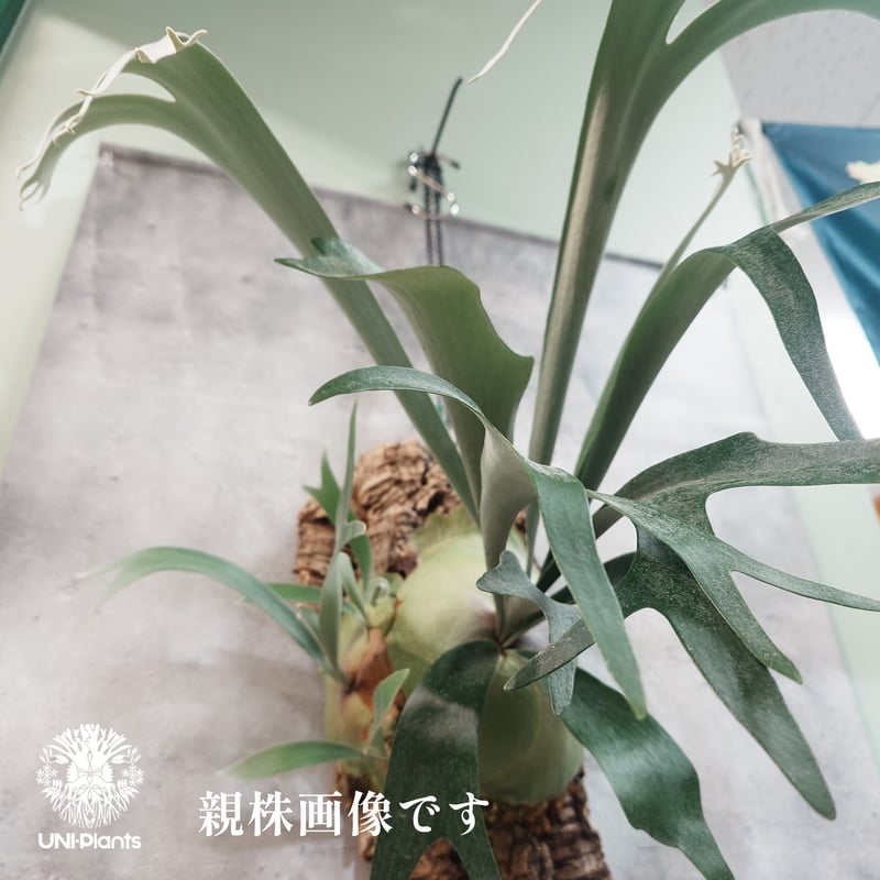 タイ直輸入・国内繁殖株】Platycerium Jib Jib｜ビカクシダ ジップ