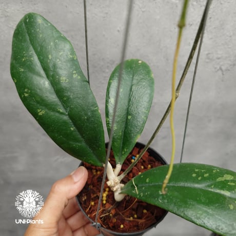 希少なホヤ植物 | STORES