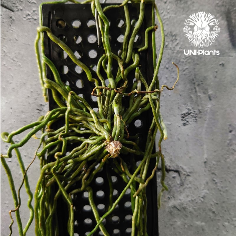 chiloschista parishii var sakura コルク原種