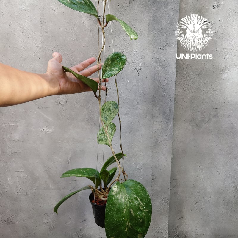 Hoya Michelle splash ホヤ ミッシェル スプラッシュ ホヤ植物 Hoya