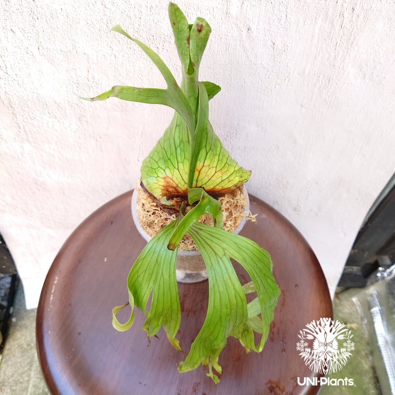 ビカクシダ　コロナリウム　　コルク板付け 屋内管理【匿名配送】 ビカクシダ コロナリウム コルク板付け 屋内管理【匿名配送