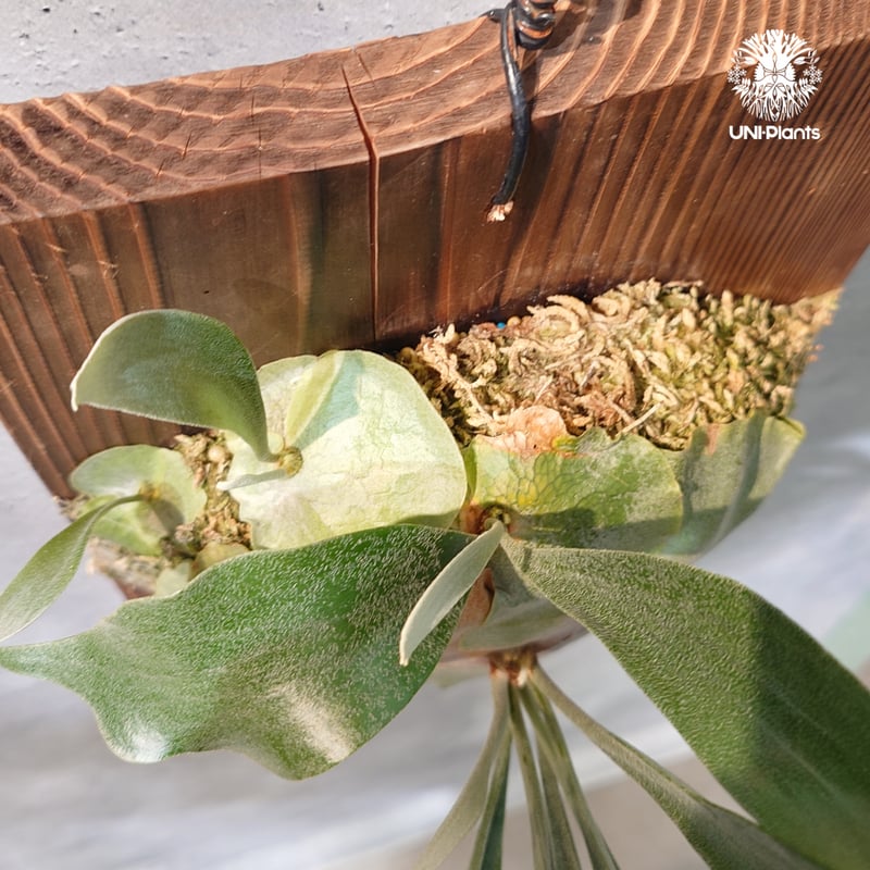 国内繁殖株・一点物】Platycerium sp.｜希少株｜(P.bifurcatum cv