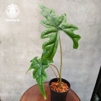 Alocasia jacklyn アロカシア ジャクリン アロカシアジャックリ 観葉植物 珍奇...