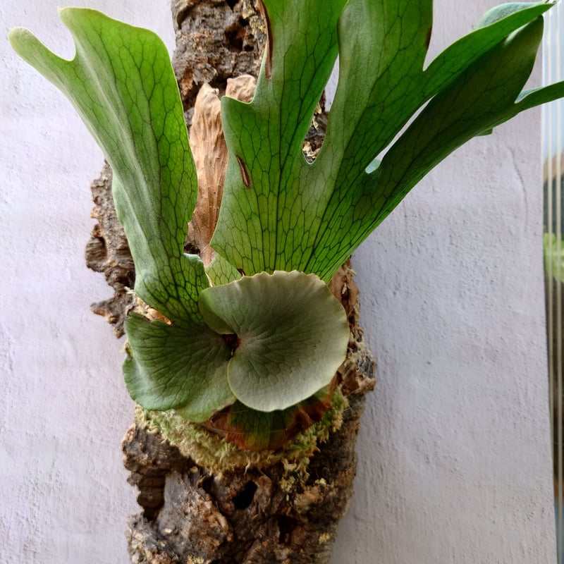ビカクシダ ワンダエ Platycerium wandae コウモリラン