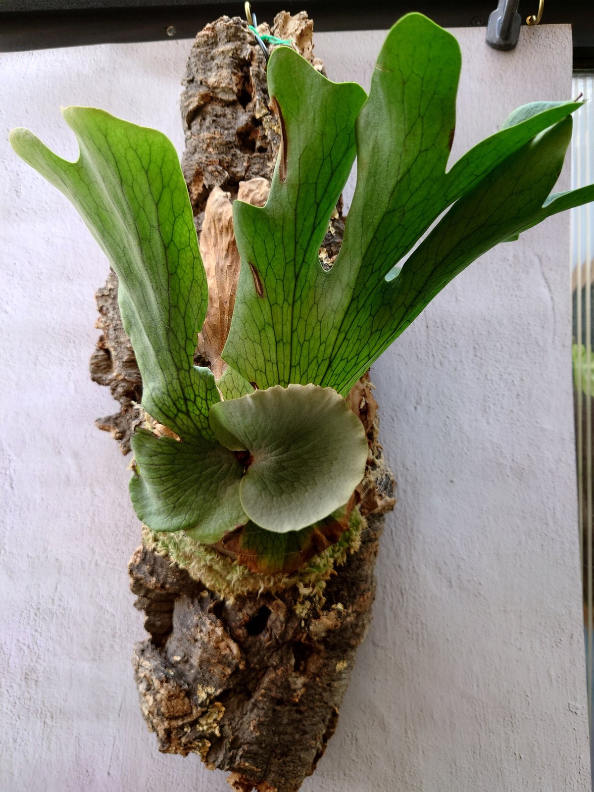 ビカクシダの女王 ワンダエ Platycerium wandae⑦大きめ大迫力