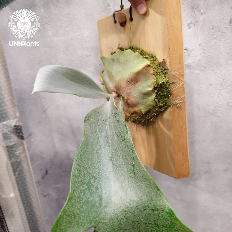 Platycerium Saikeaw(P.andinum x P.willinckii) ビ