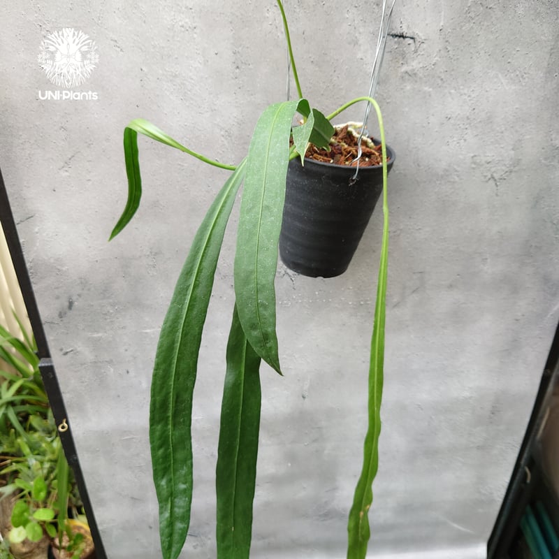 アンスリウム ビッタリフォリウム Anthurium Vittarifolium アンスリウ...