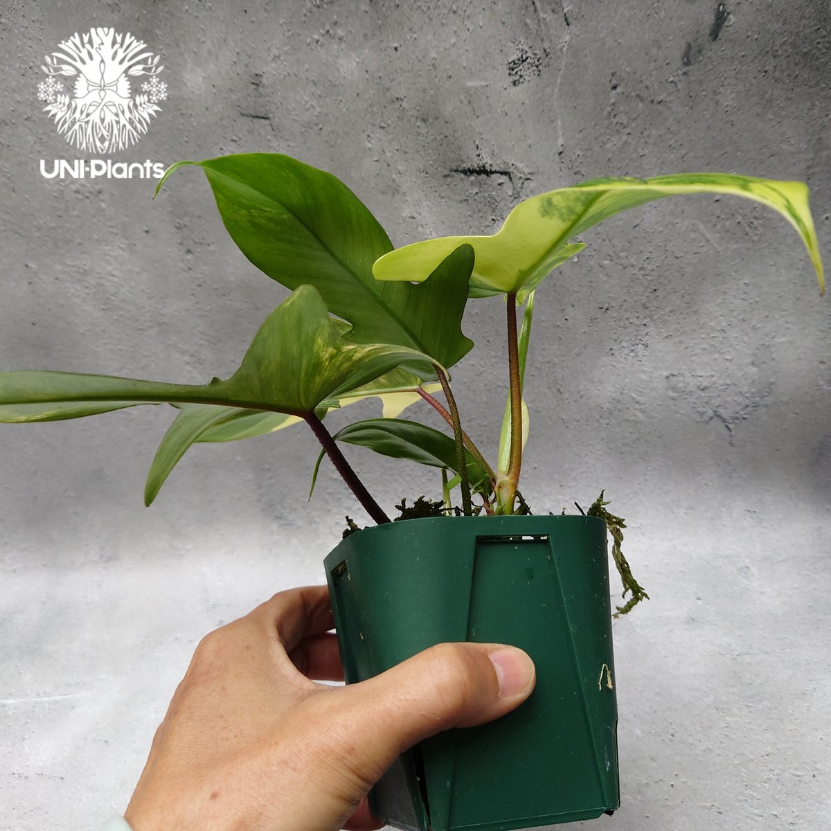 Philodendron Florida beauty variegated フィロデンドロ Philodendron Florida beauty variegated フィロデンドロ