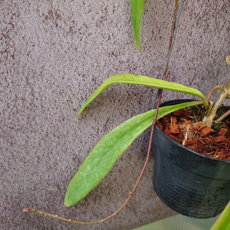 観葉ホヤ 珍種 Hoya sulawesi GPS 8867 サクララン 大苗