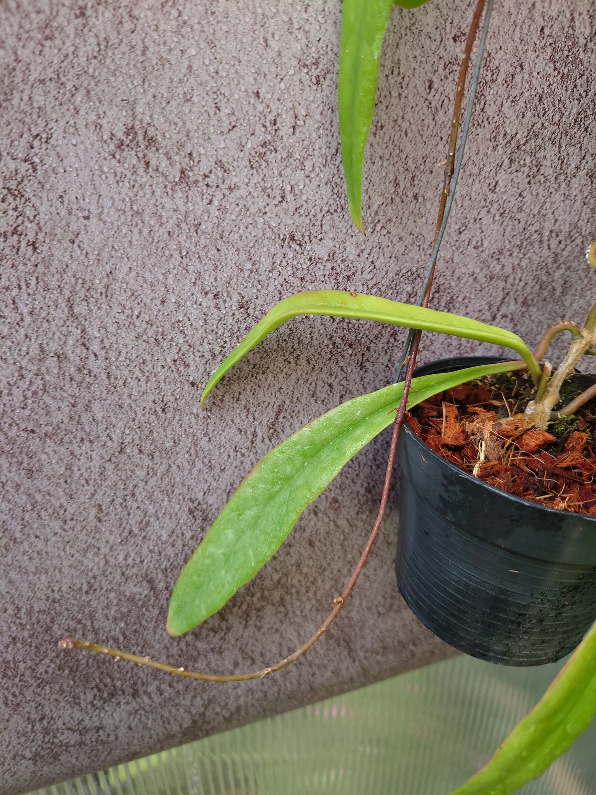 Hoya sulawesiana ホヤ スラウェシアナ 希少なホヤ植物 限定入荷